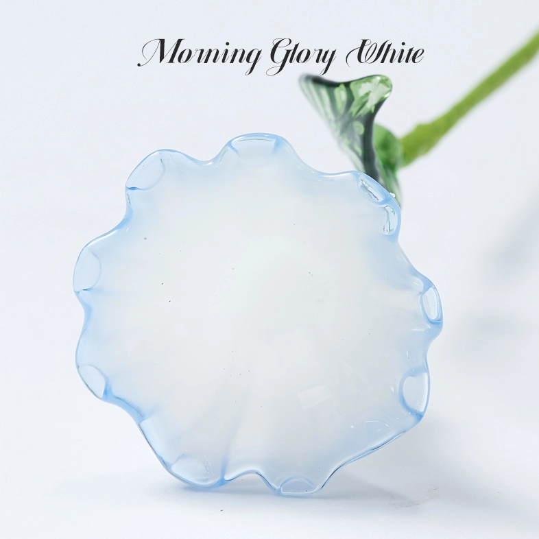 Flower Type: Morning Glory white