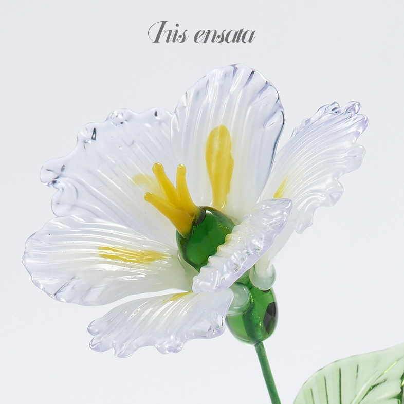 Flower Type: Iris ensata