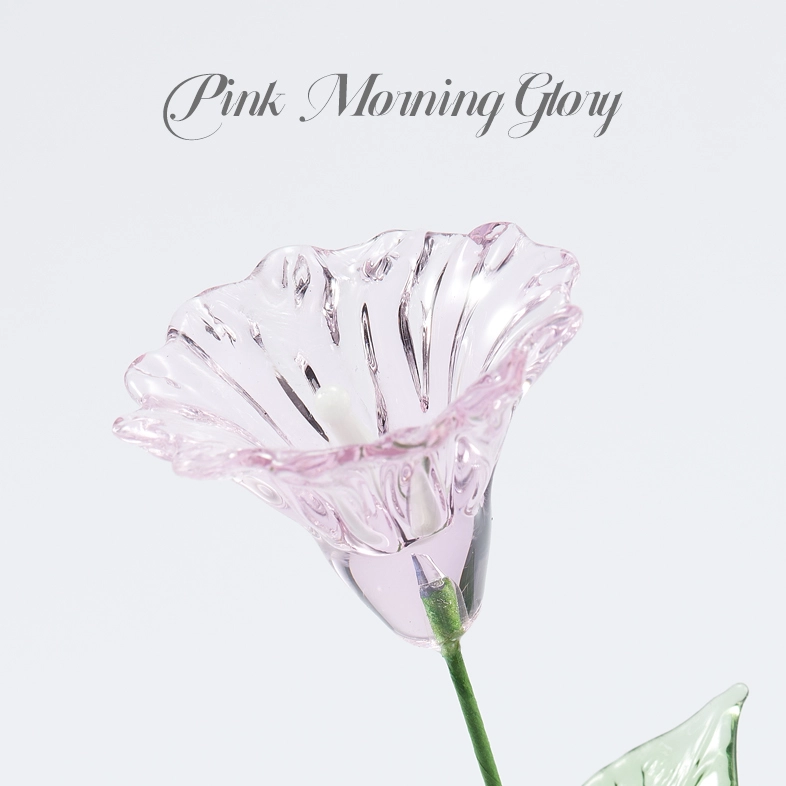 Flower Type: Morning Glory pink