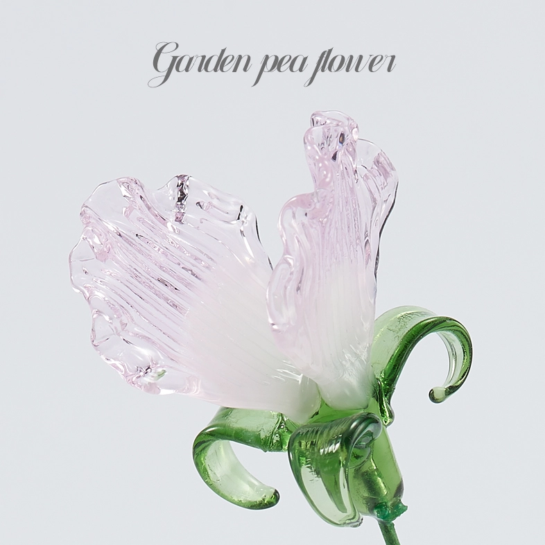 Flower Type: Garden pea flower